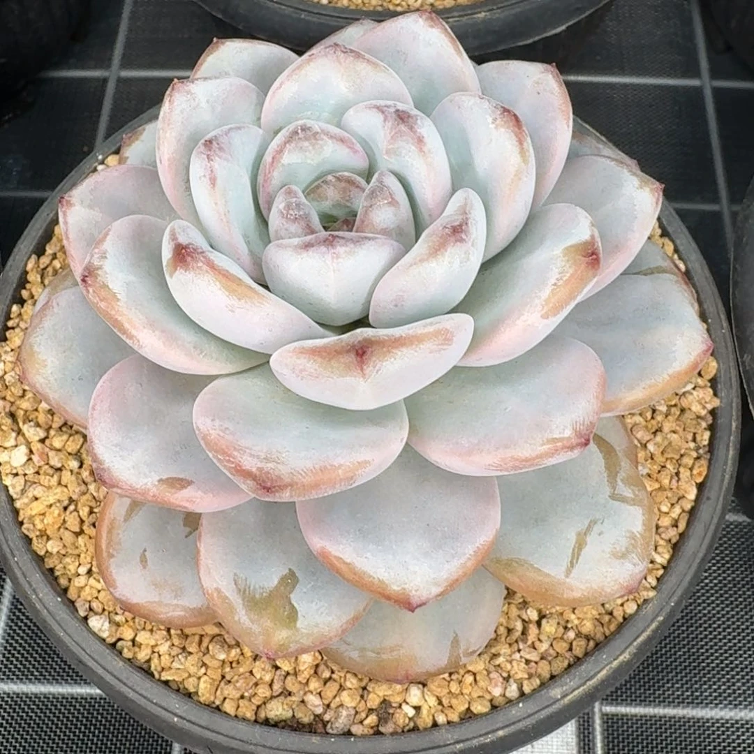 从前慢多肉编号星星雪