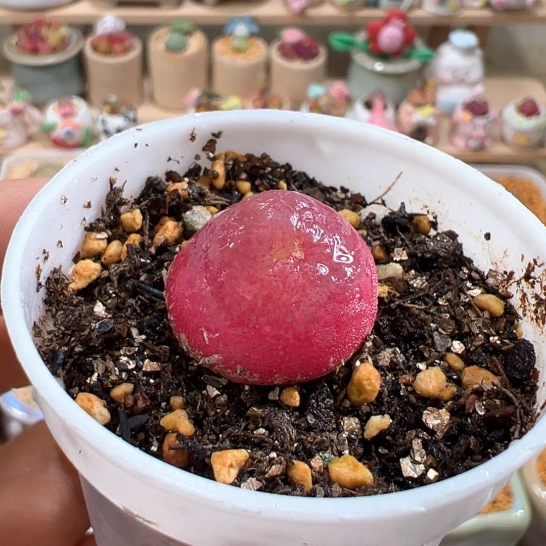 多肉植物17号灯泡