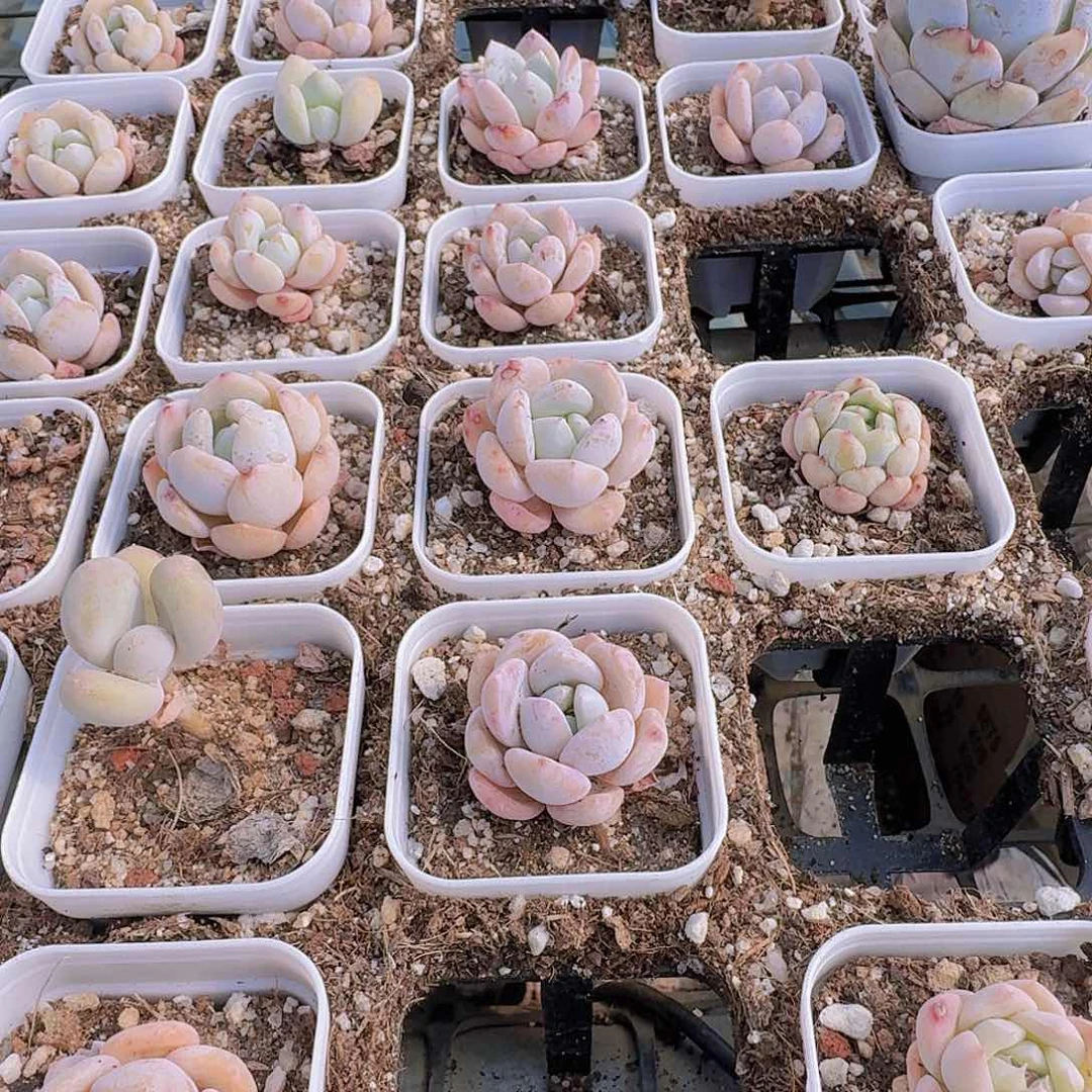 清*多肉植物满20包邮