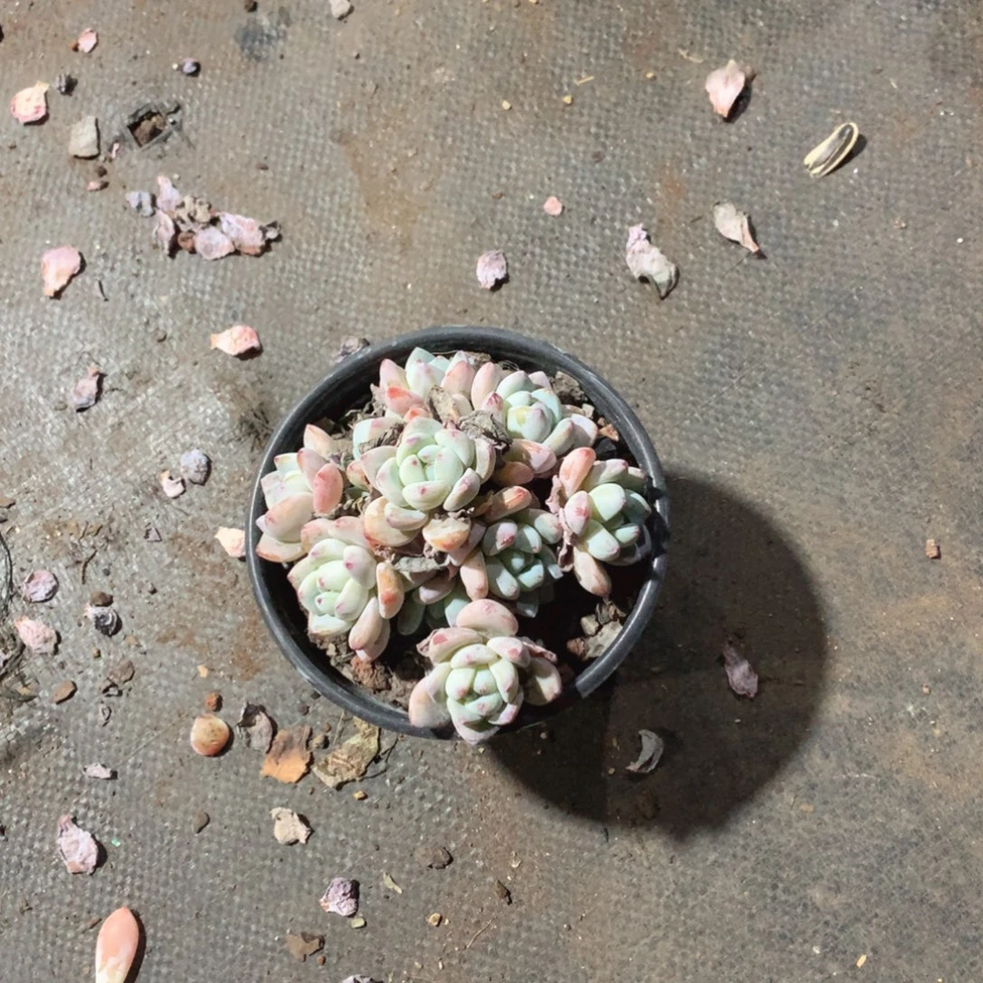 多肉植物放入清水浸泡约