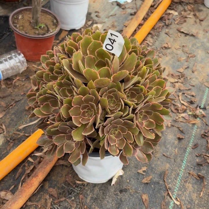 恶魔之吻多肉植物不包损041