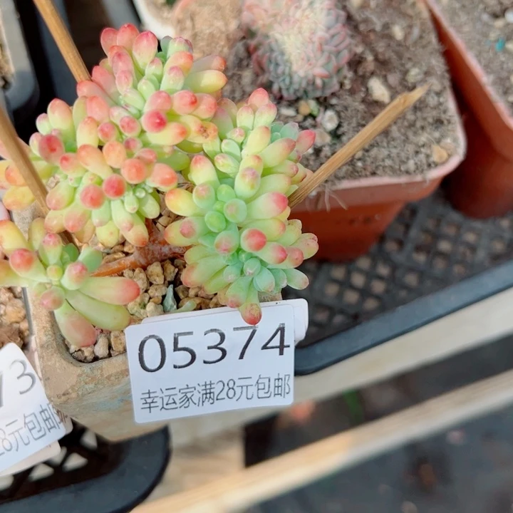 幸运儿的一个小秘密就是