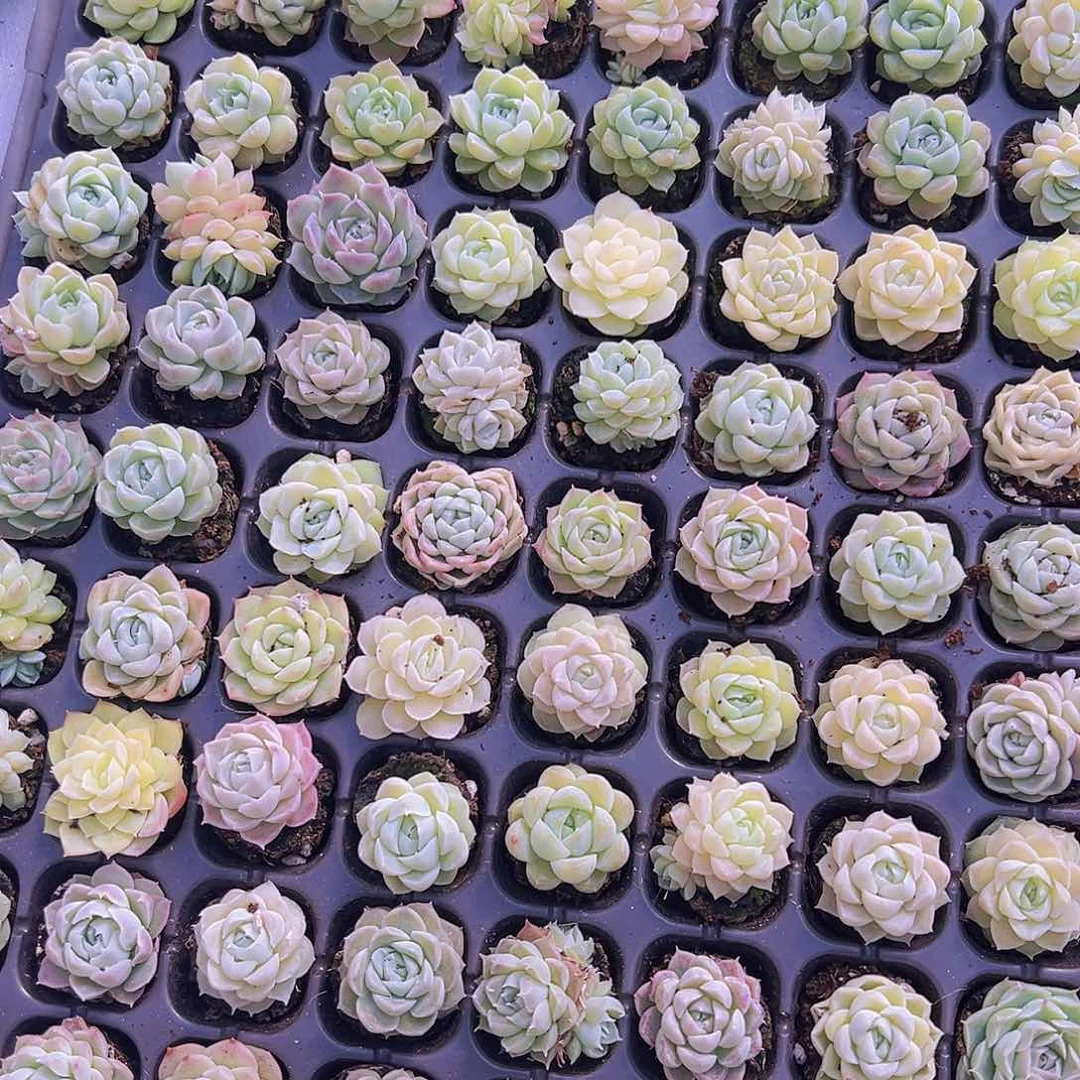 白月影杂5个19包邮