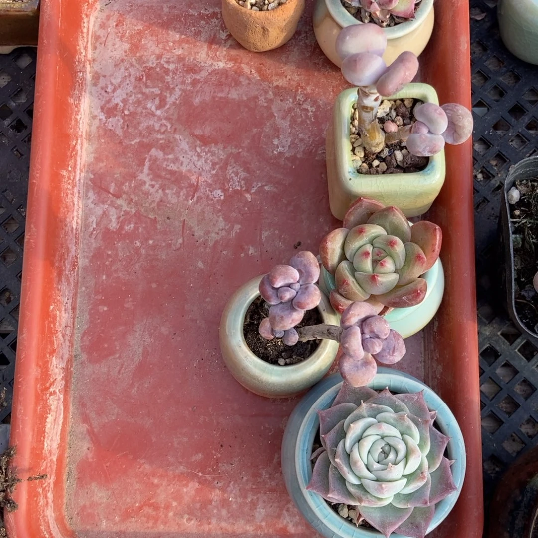 心***素6颗多肉带盆发货发货