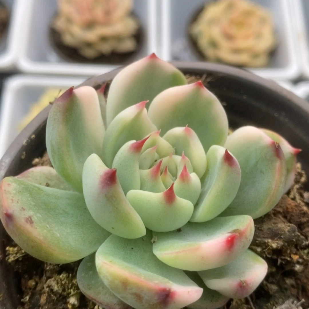 212锦锦锦锦锦锦锦锦