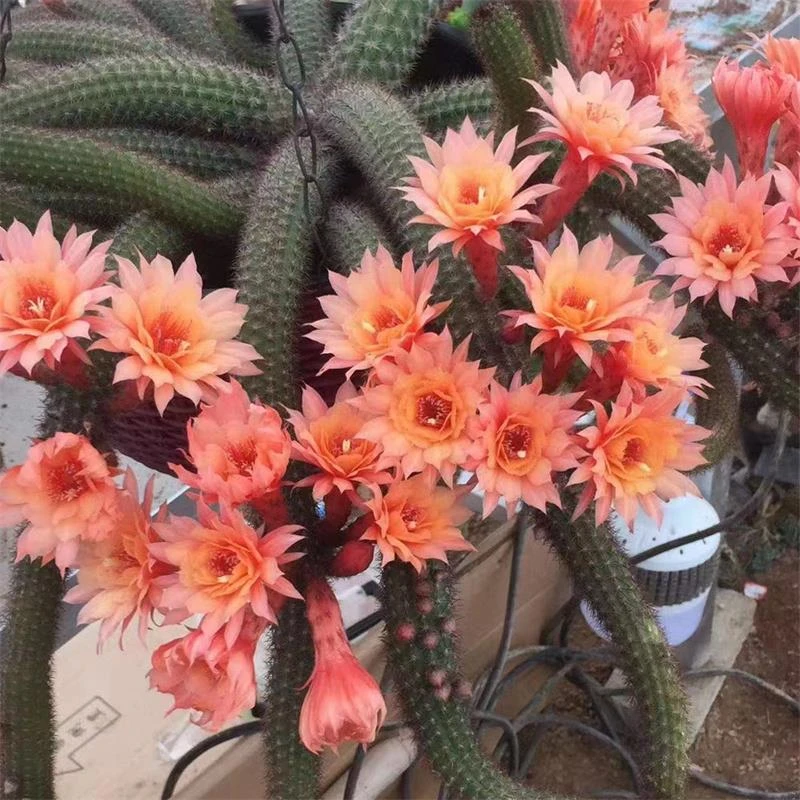 可垂吊黄金妞仙人球鼠尾仙人柱多肉植物盆栽开橘花好养防辐射花卉