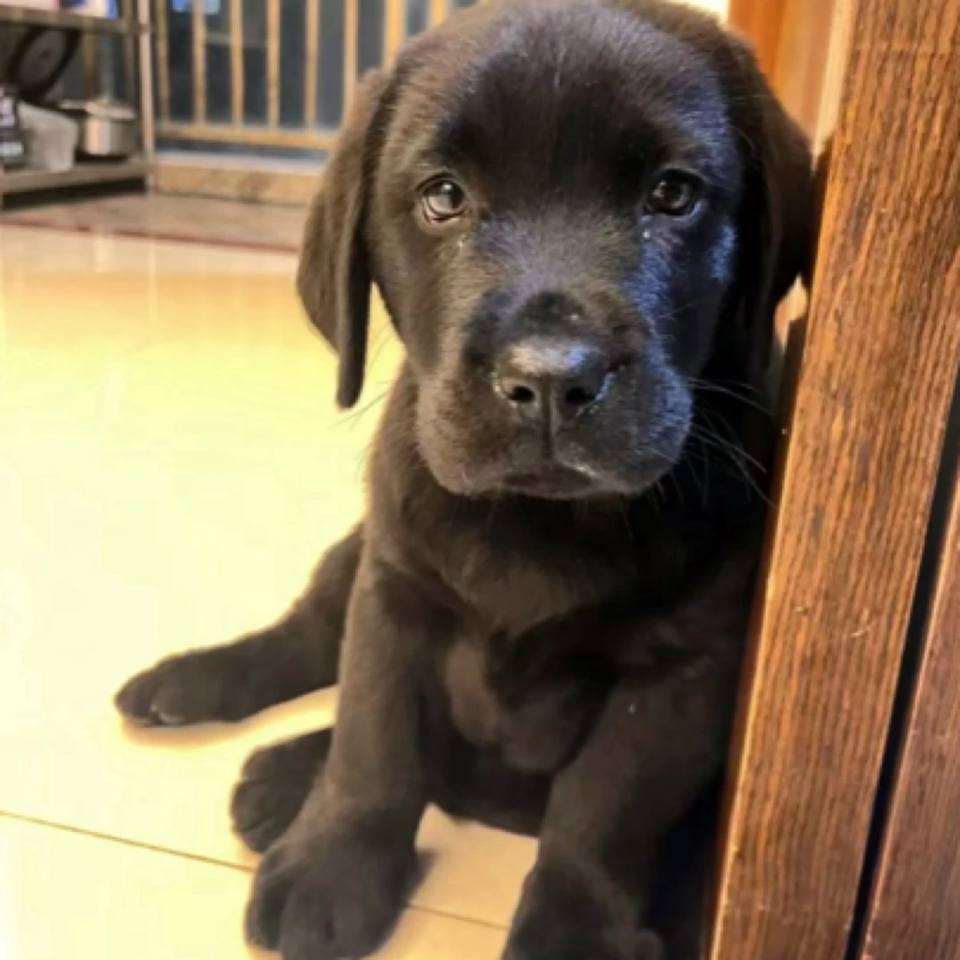 幼犬大骨架大头版黑白黄三色家庭陪伴犬