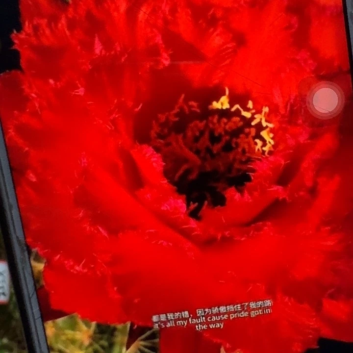 35号侧芽5公分左右毛花柱