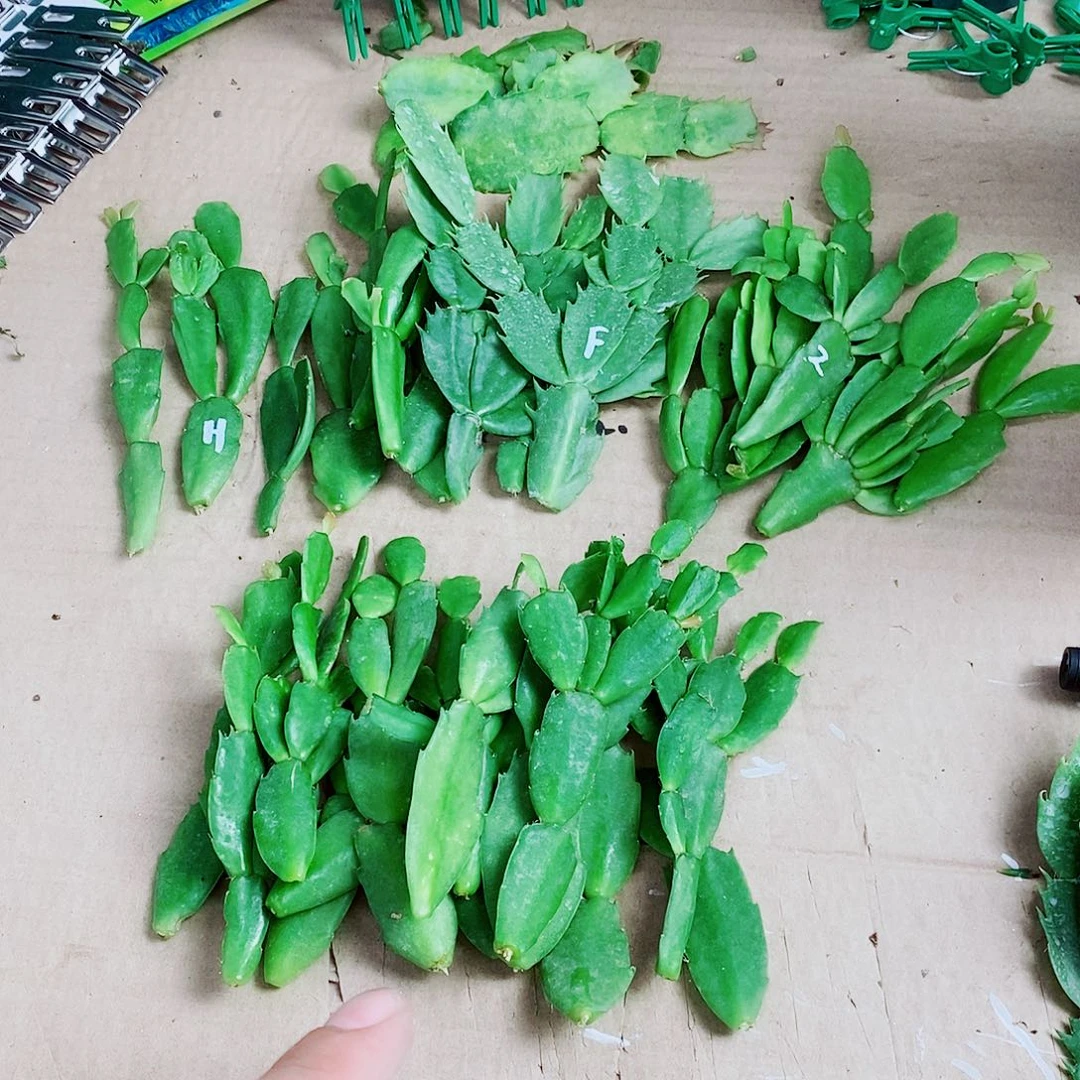 一***n无花朵叶片福利一物一拍