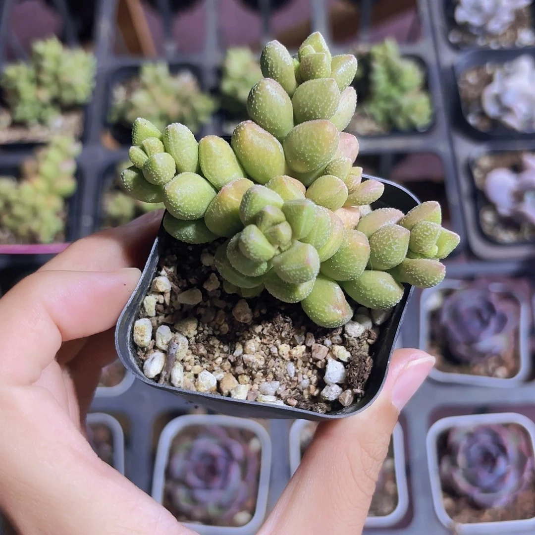 精品青桃多肉植物