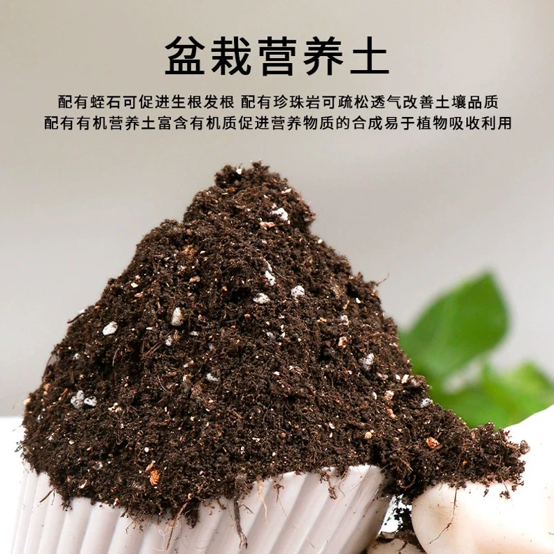 沙漠玫瑰土营养土