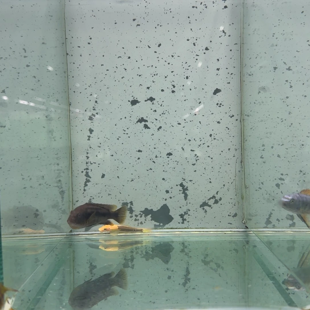 小***意慈鲷1178号乌鸡含卵母鱼