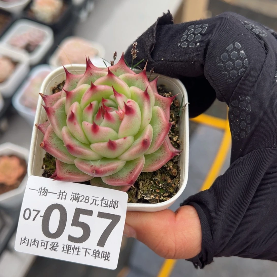 托斯卡多肉多肉多肉多肉