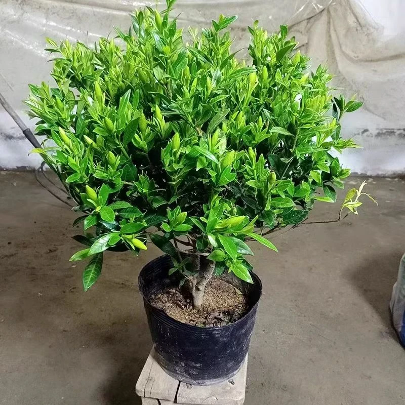 独杆小叶栀子花盆栽花卉四季开花带花苞大花浓香大颗好养植物室内