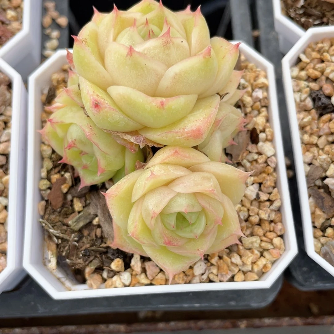 k****nS优选麦杆福利1013