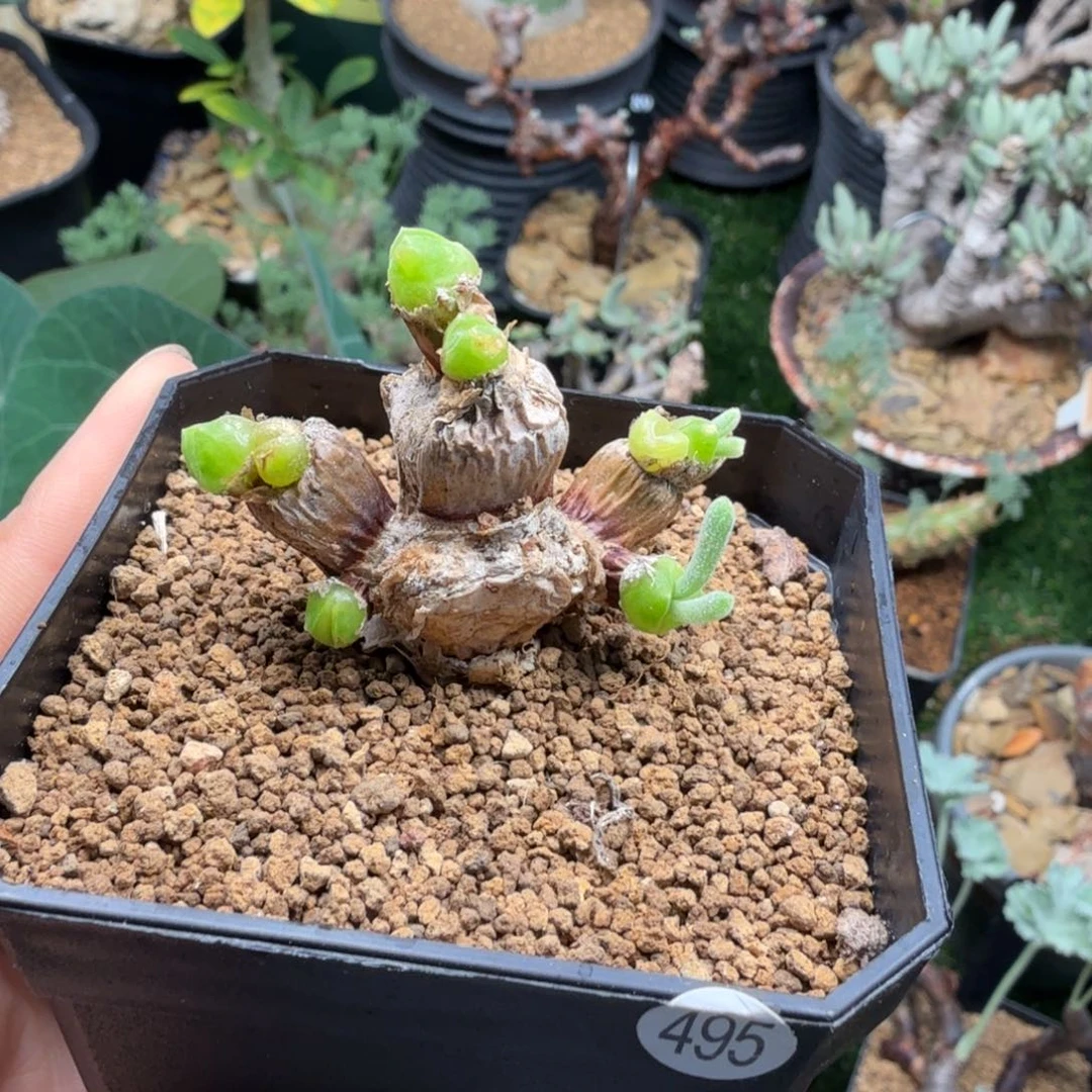 碧光环小兔子495(白花)
