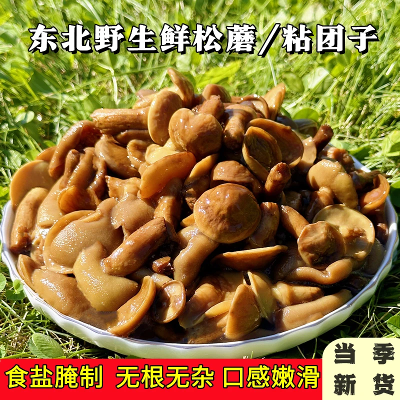 东北野生松蘑粘团子蘑菇新鲜牛肝菌松蛾子焯水加盐腌制咸蘑菇特产