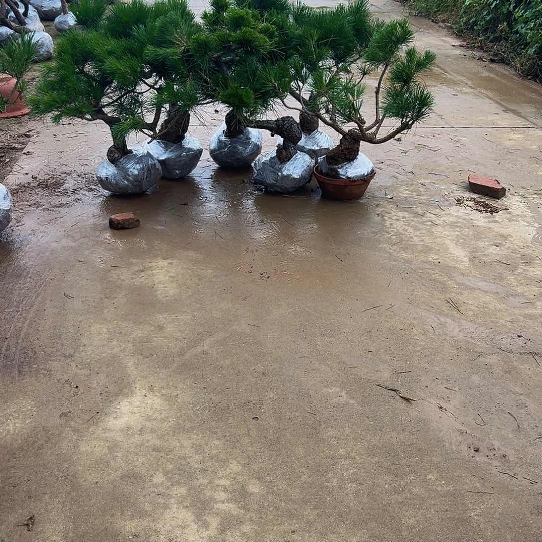 无花朵安****司8888888888888888