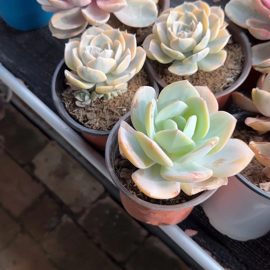 龙*佳白凤单头多肉植物