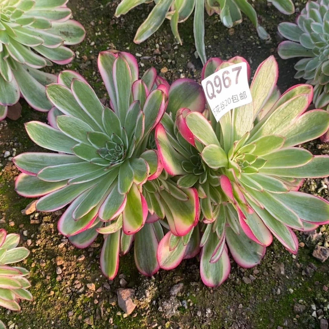 967倾城多肉植物