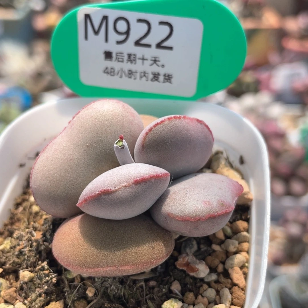 爆*?    福利。  922。