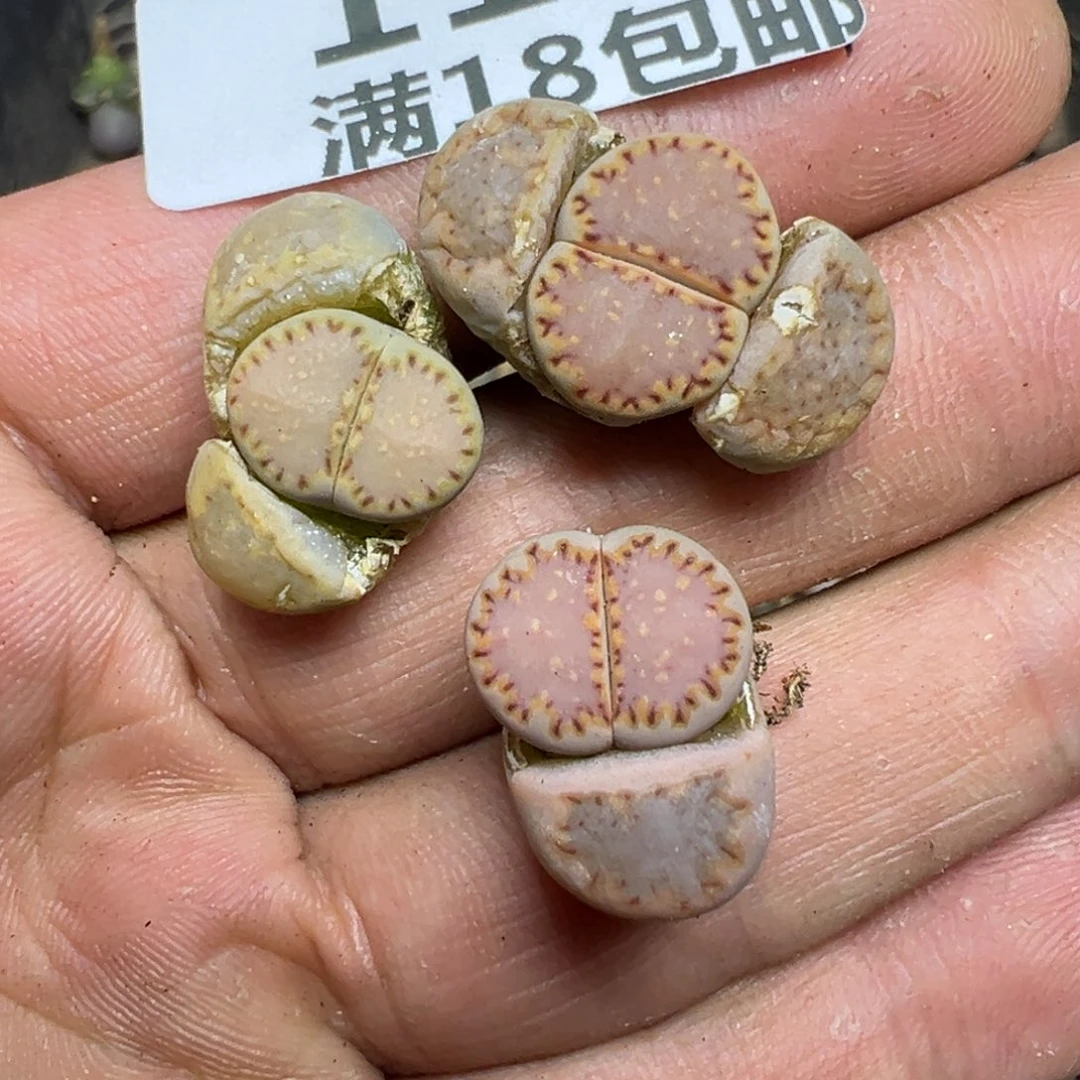 【闪购商品】 111。