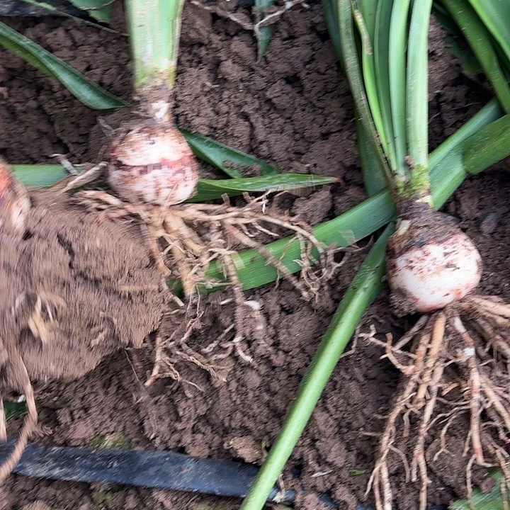 完全开放闪亮3棵5-6厘米左右