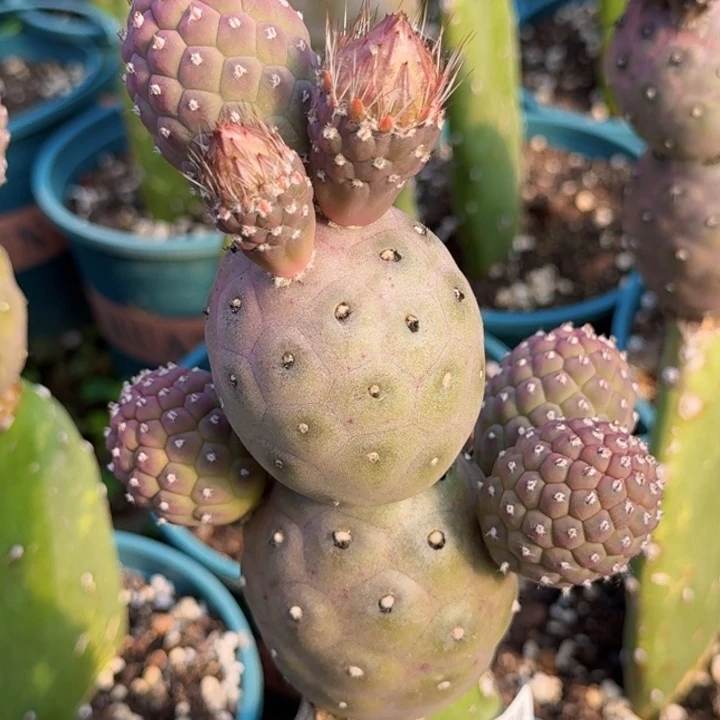 无花朵福利无刺紫皮203