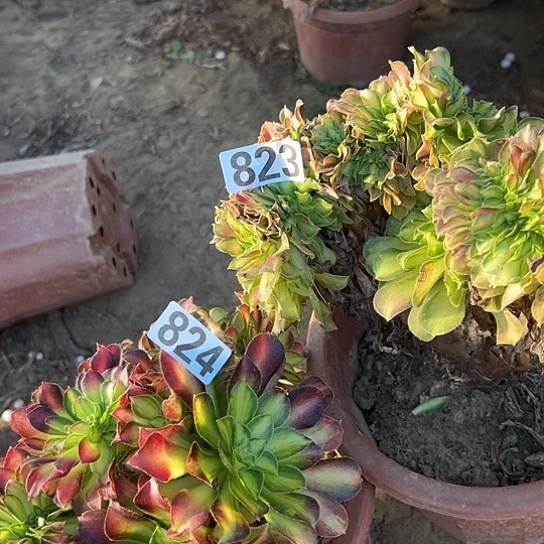 晚***霞多肉植物两个823.824