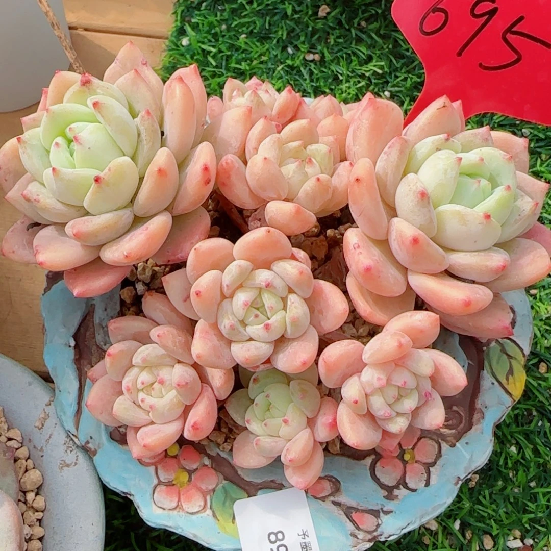 望舒，8985多肉植物