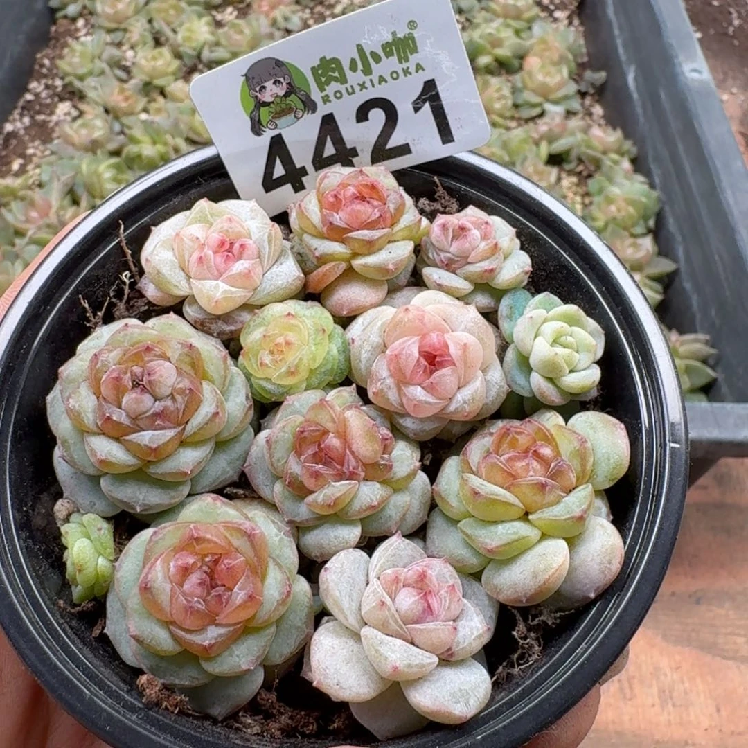 多肉植物多肉植物