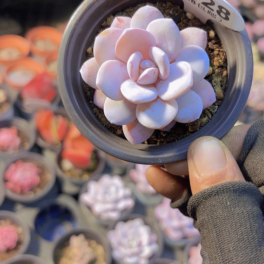 B428粉雪莲一物一拍