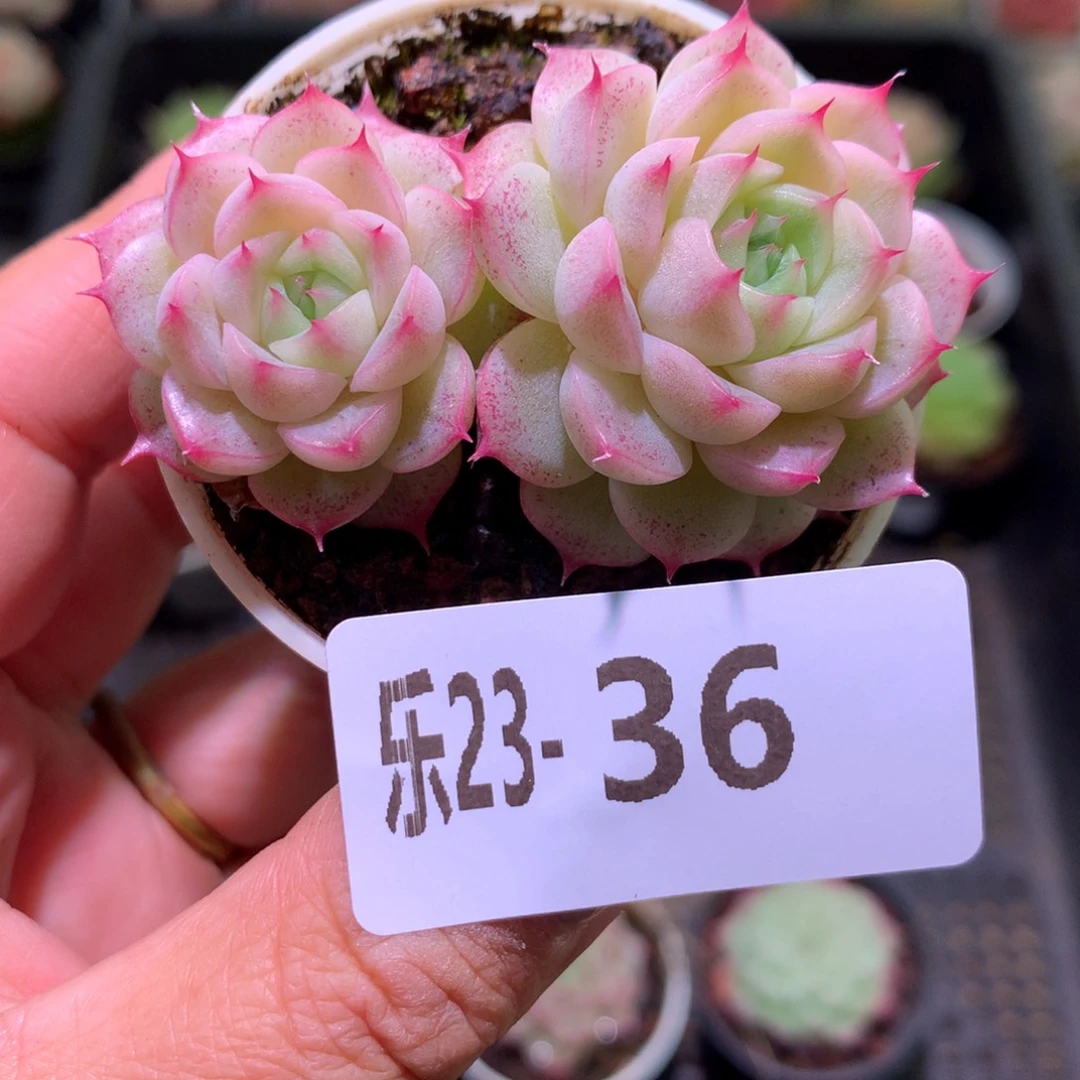 乐然23-36 海王双头
