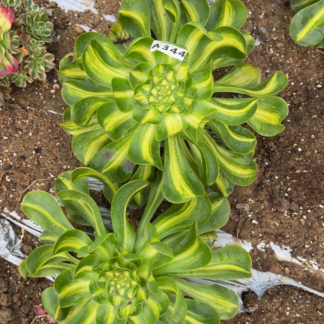 模***司344暴君。多肉植物