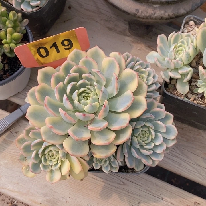 019号姬莲锦群11111