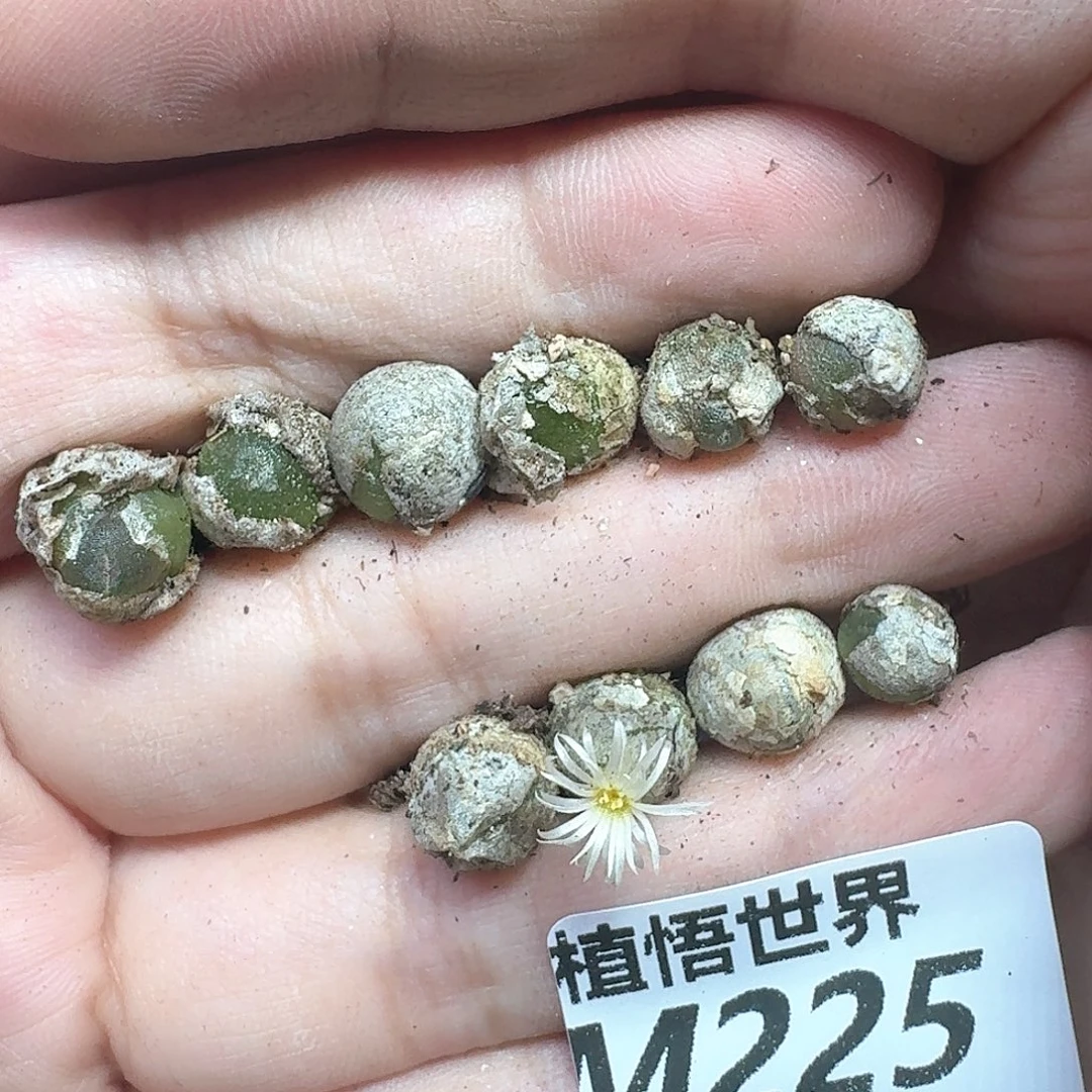 多肉植物的润泽地方gh