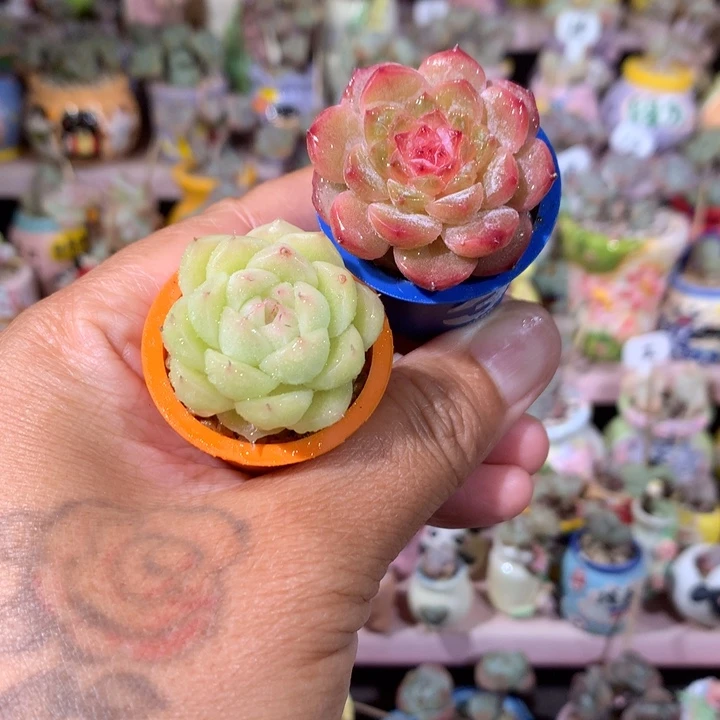 一对精品麦秆和溏心带盆发货 满100包邮