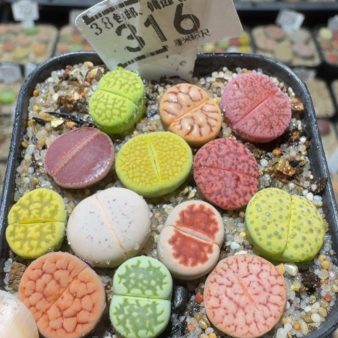 Ssss精品生石花316