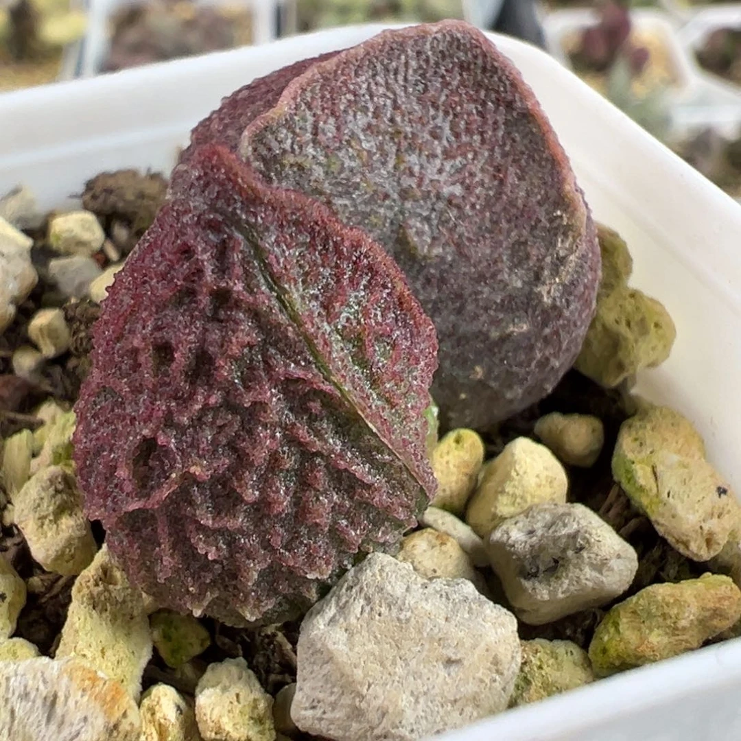 实生苗大苗多肉植物水泡