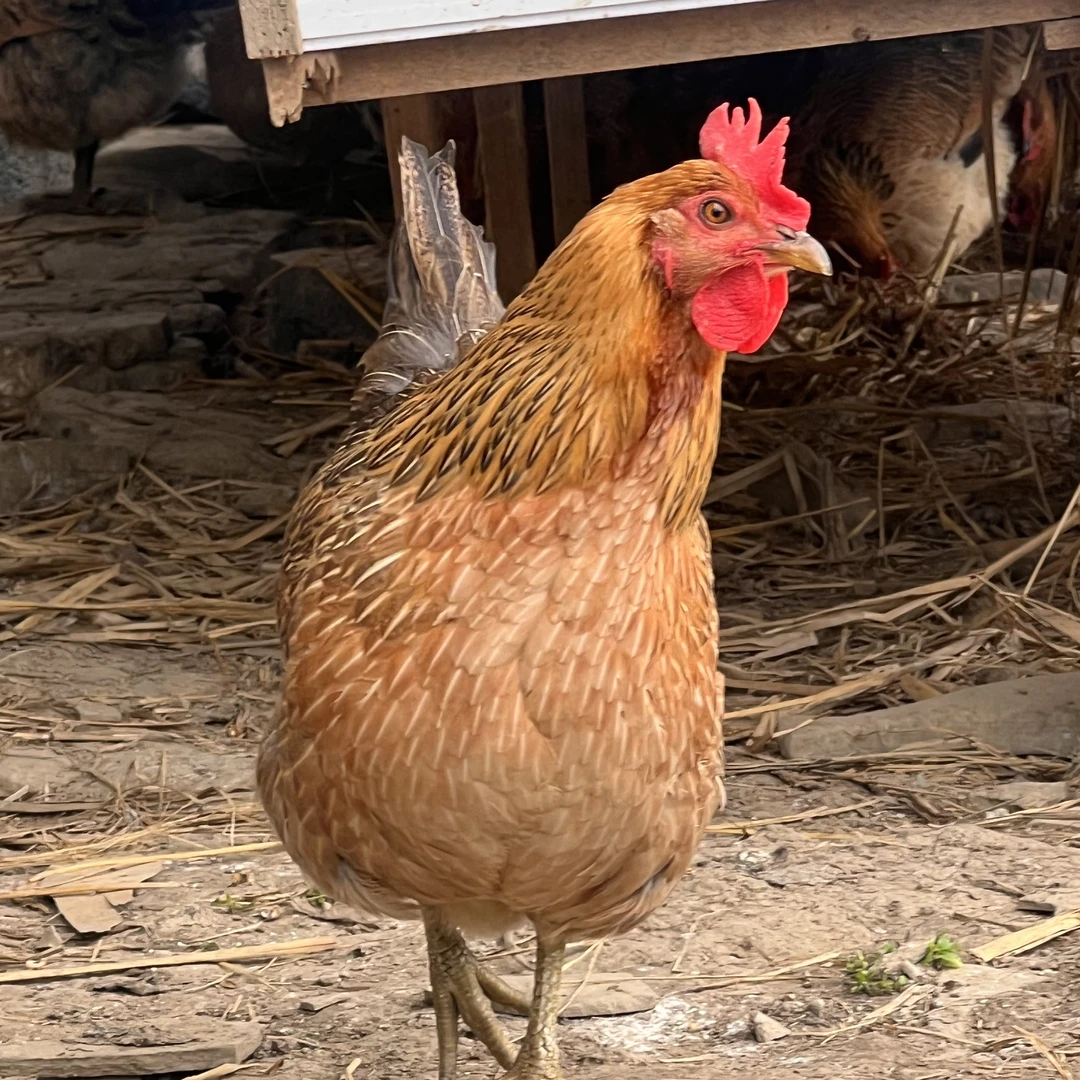 【黄皮鸡】顺丰加冰包邮 湘西农家散养跑山土鸡 黄皮鸡 现杀现卖