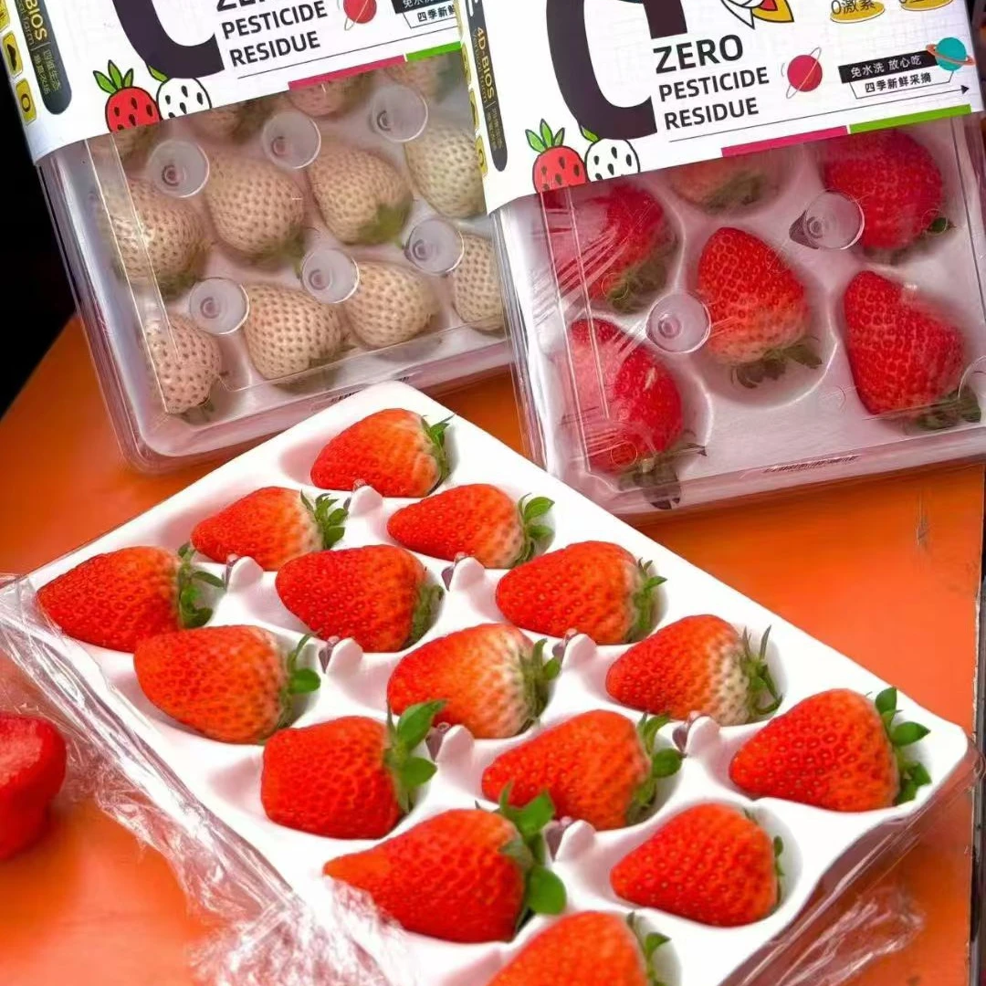 美吉蔬0农残淡雪360g+红颜草莓250g组合