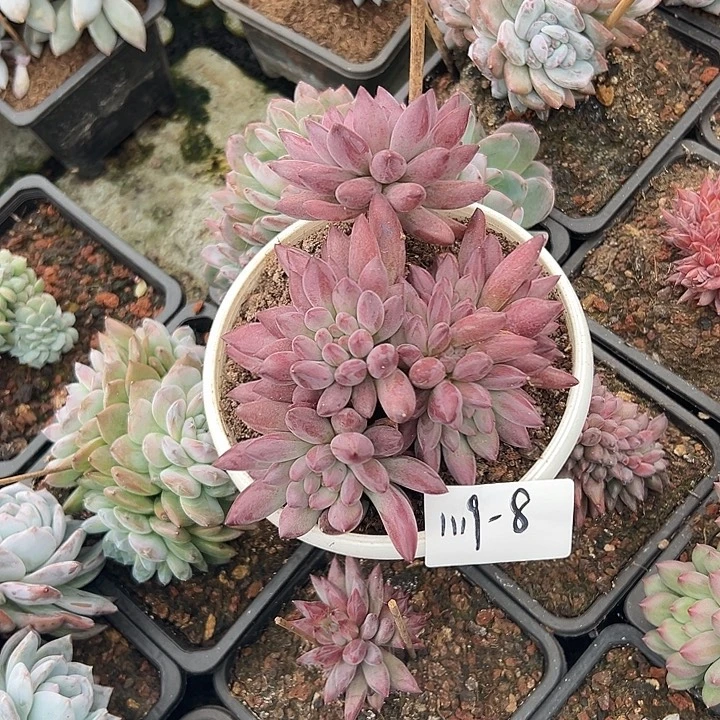 1119-8胖体虞美人