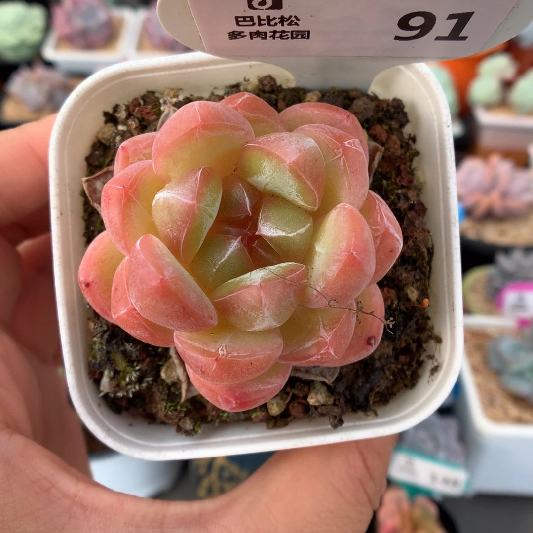 91钻石珍妮多肉植物