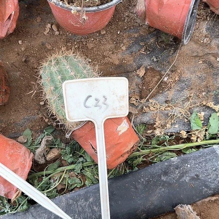 糖***果C33毛花柱头盔瑕疵球20