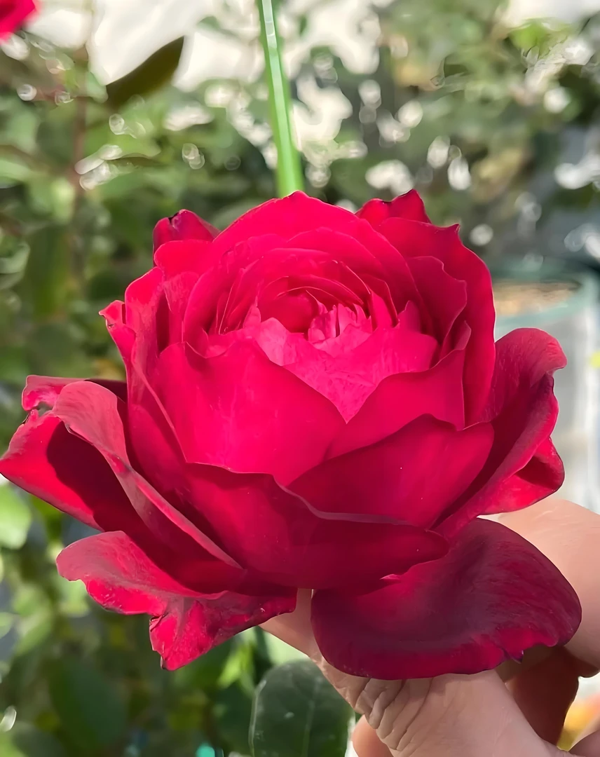 詹妮司大花浓香丝绒感（修剪发货）棒棒糖月季花