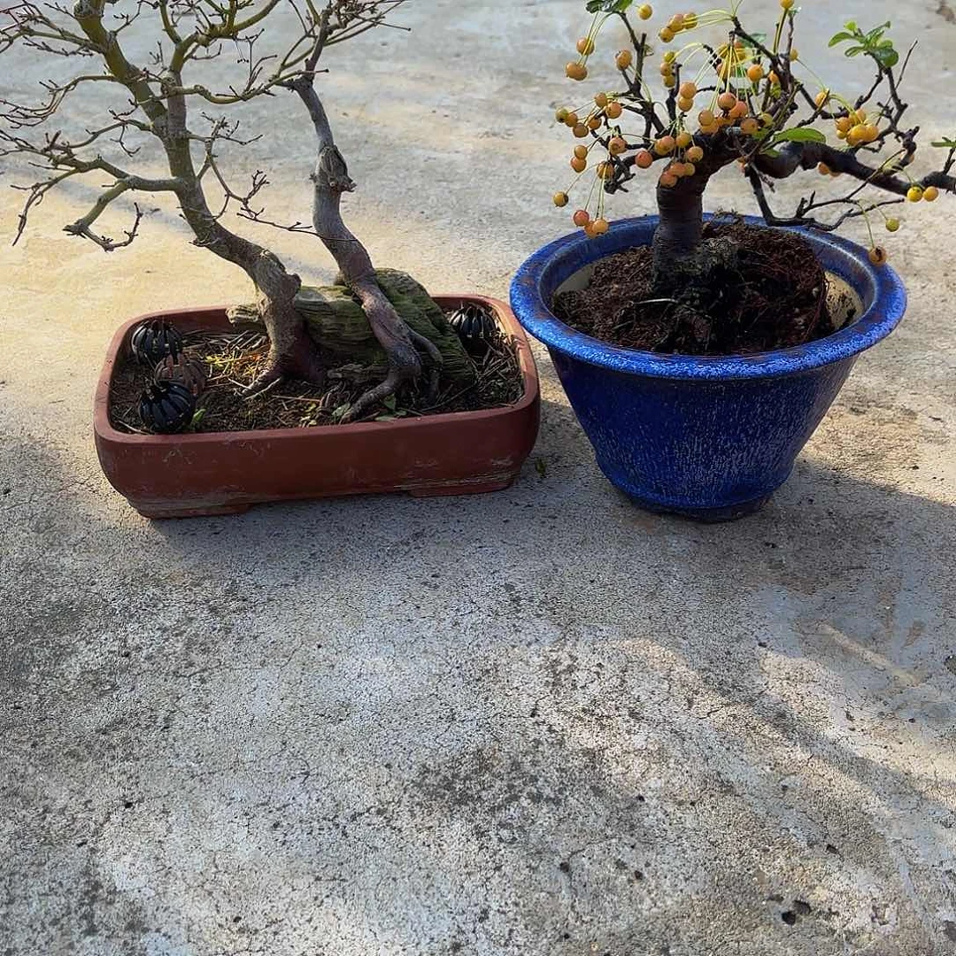 完全开放枫树盆景造型盆栽花卉
