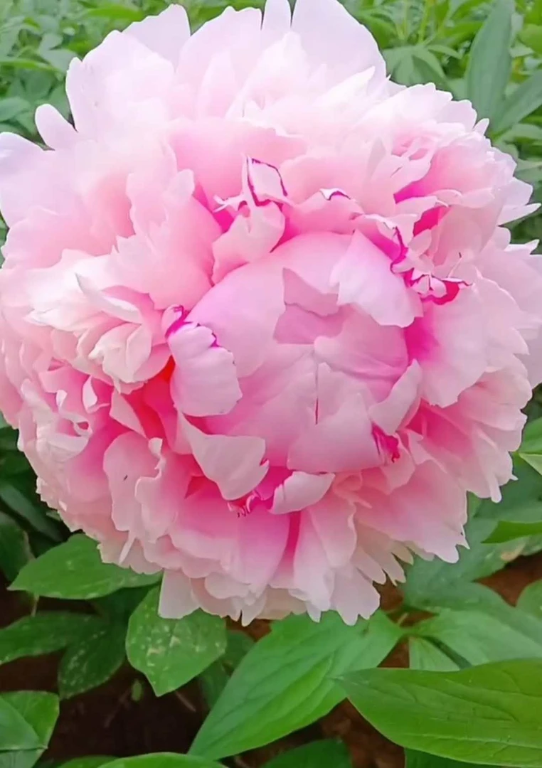 芍药进口品种【沙拉】粉色系~~~花香浓郁~