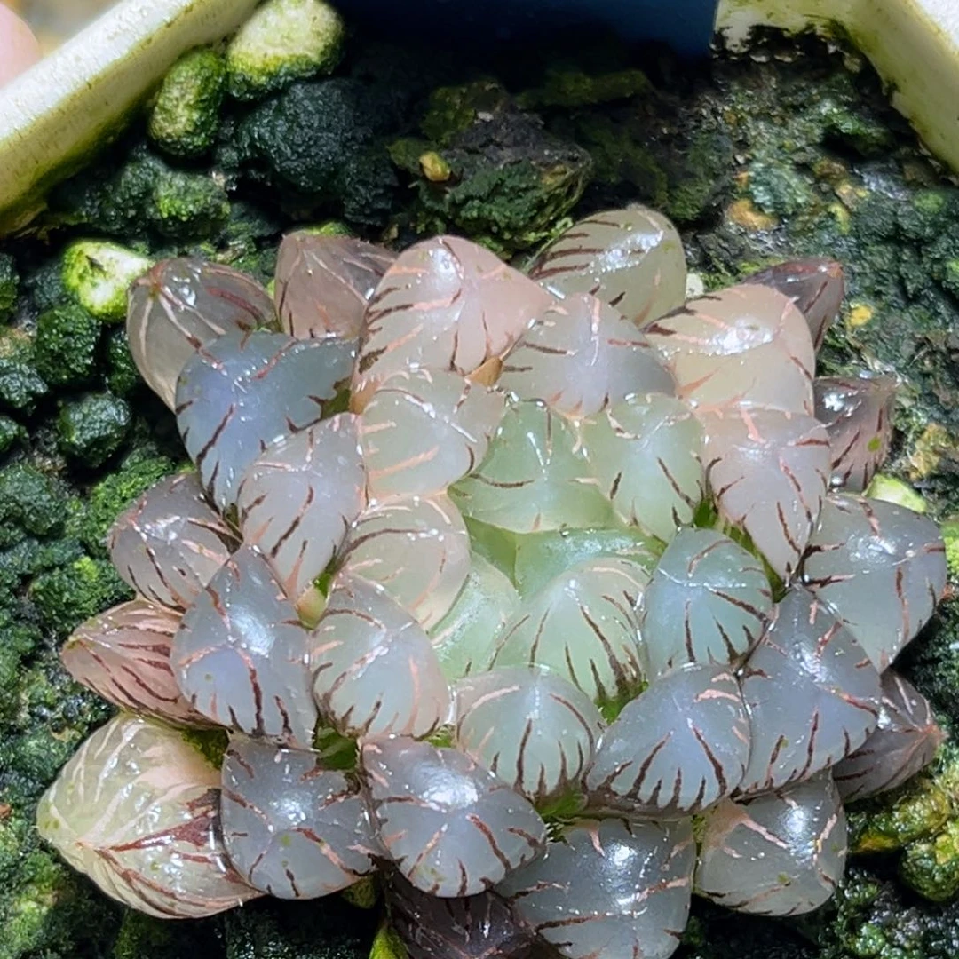 恭喜发财大吉大利607