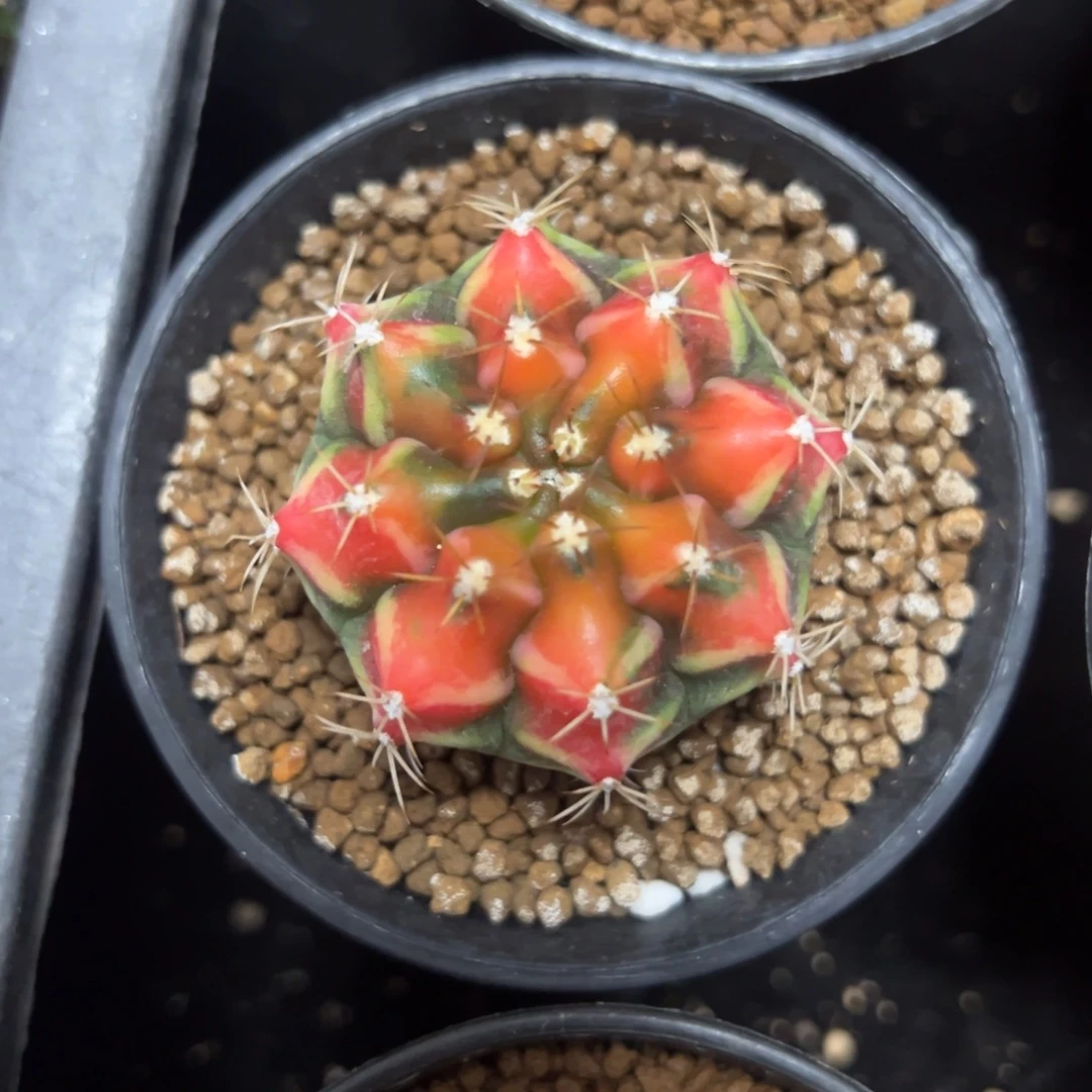 山姆上士侧芽自根带盆土发货7