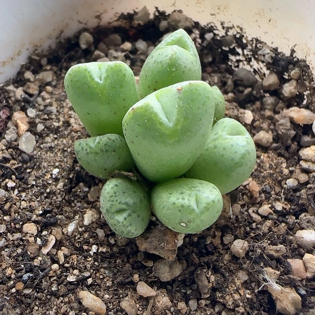 L***y哈哈哈哈哈哈就哈哈46935